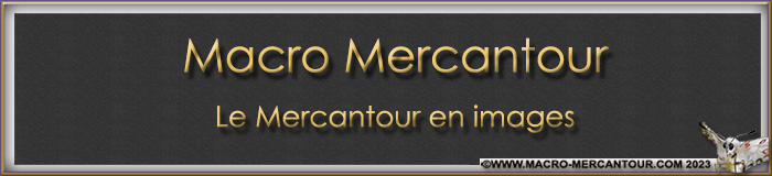 Macro Mercantour